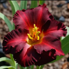 Лилейник (Hemerocallis) Лиль Ред Вагон С3 ГлХ/26