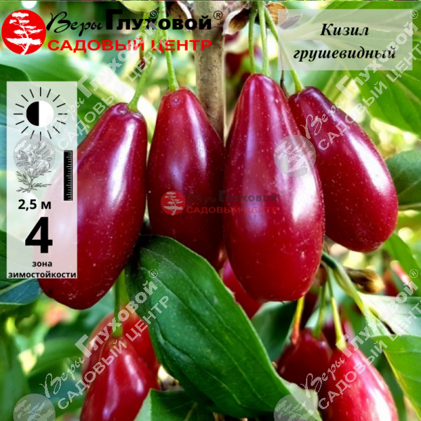 Кизил "Грушевидный" на фото