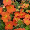 Лапчатка кустарниковая (Potentilla fruticosa) Танжерин С3 СП/25