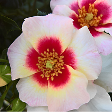 Основное изображение товара