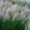 Щучка дернистая (Deschampsia cespitosa) Бронзешлеер С3 РФр/26