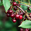 Вишня 