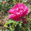 Роза Ругоза (Rosa rugosa) Parfum de l'Hay С5 НАп/24