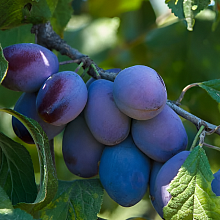 Основное изображение товара