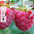 Малина 