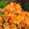 Азалия крупноцветковая (Azalea) 'Glowing Embers' 40-60 С5 ПЧ/25