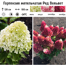 Основное изображение товара