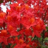 Азалия крупноцветковая (Azalea) 'Tunis' 40-60 С5 ПЧ/25