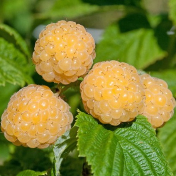 Основное изображение товара