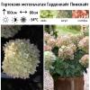 Гортензия метельчатая (Hydrangea paniculata) Гарденлайт Пинклайт С2 СП/26