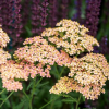 Тысячелистник обыкновенный "Лаксчонхейт" на фото
