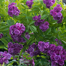 Основное изображение товара