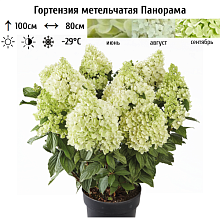 Основное изображение товара