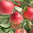 Яблоня 