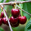 Черешня 