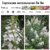 Гортензия метельчатая (Hydrangea paniculata) Пи Ви С3 НАп/26