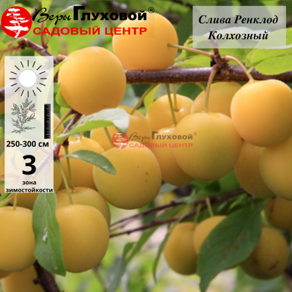 Слива Ренклод колхозный (ранний сорт)