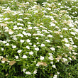 Спирея японская 