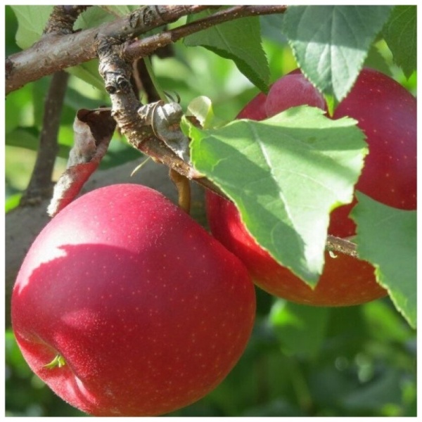 Основное изображение товара