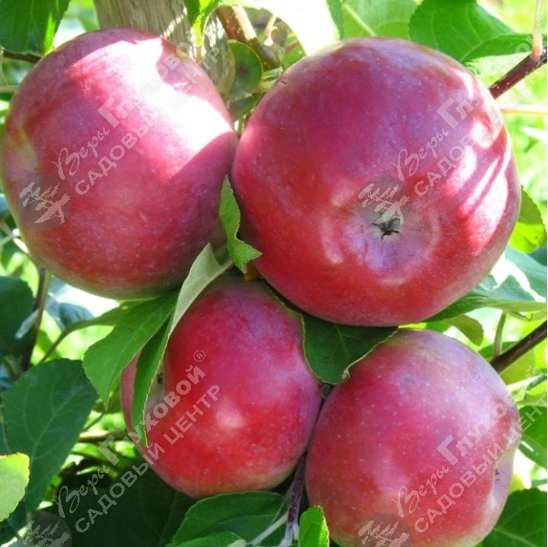 Яблоня "Лобо" на фото
