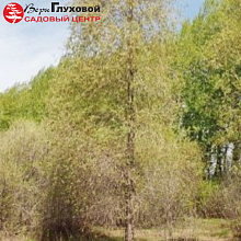 Основное изображение товара