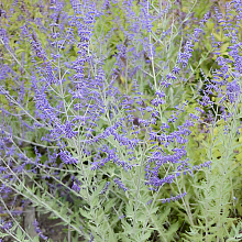 Основное изображение товара