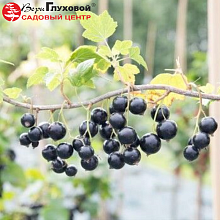 Основное изображение товара