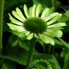 Эхинацея пурпурная (Echinacea purpurea) Грин Джевел С2 ГлХ/26