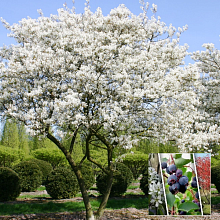 Основное изображение товара