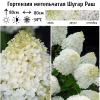 Гортензия метельчатая (Hydrangea paniculata) Шугар Раш Р9 СП/26