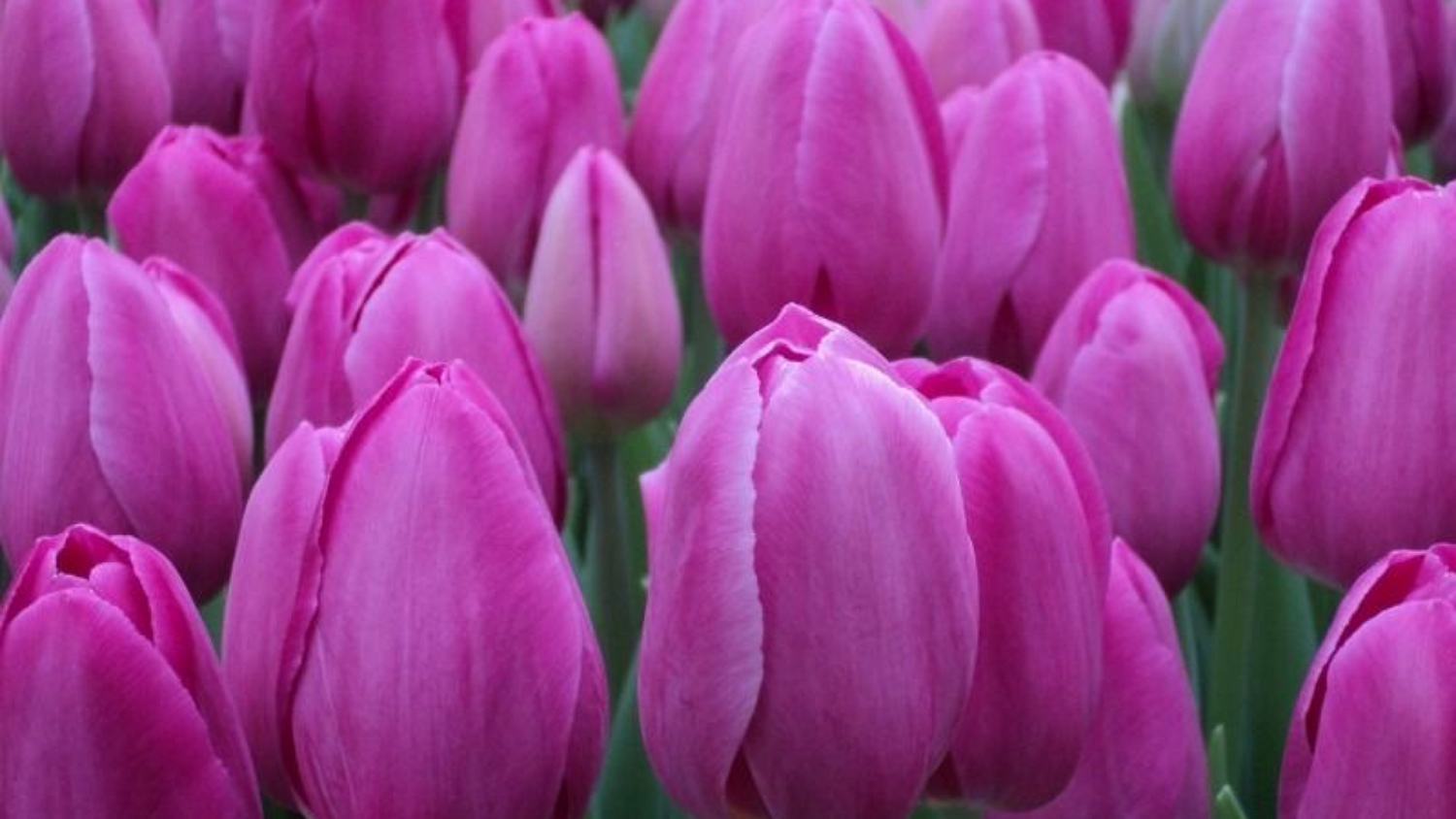 Пришла первая партия луковиц тюльпанов