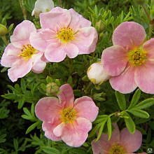 Основное изображение товара