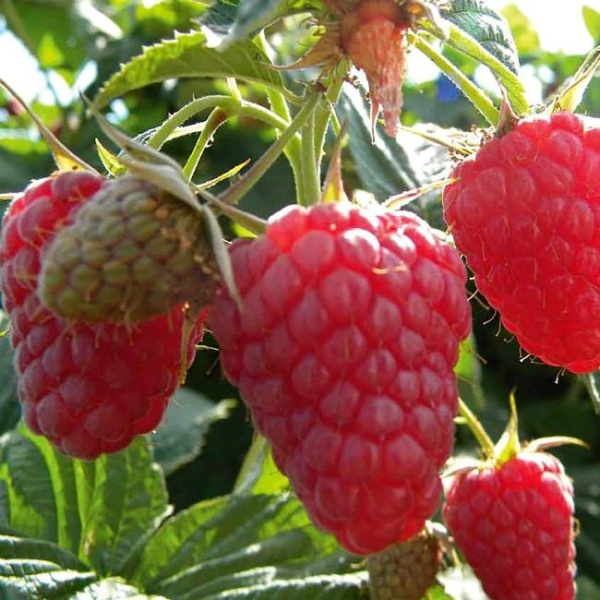 Рисунок 131.jpg