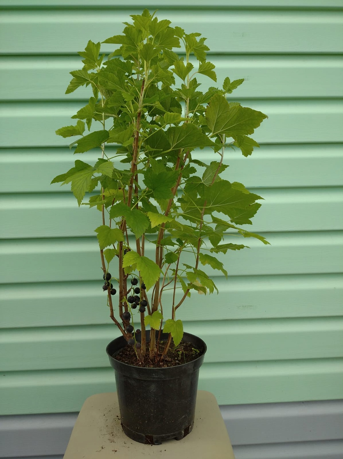 АКЦИЯ: Двухлетние саженцы смородины от 75₽