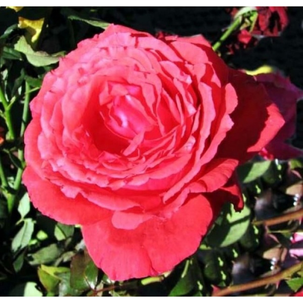 Основное изображение товара