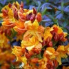 Азалия крупноцветковая (Azalea) 'Klondyke' 40-60 С5 ПЧ/24