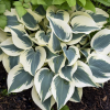 Хоста (Hosta) Блю Айвори С2 ГлХ/26