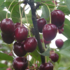 Вишня Тургеневка (средний сорт)