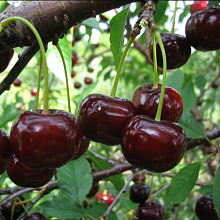 Дюк Чудо-вишня (ранний сорт)