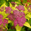 Спирея японская (Spiraea japonica) Голдфлейм  С3 СП/25