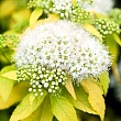 Спирея японская 