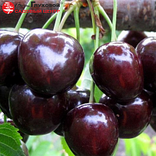 Основное изображение товара