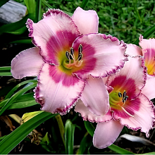 Основное изображение товара