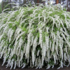 Спирея серая (Spiraea cinerea) Грефшейм    С3 СП/25