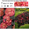 Гортензия крупнолистная (Hydrangea macrophyllа) Эклипс Фирст Эдишен Р12 ГлХ/26