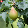Груша 