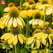 Эхинацея пурпурная 