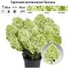 Гортензия метельчатая (Hydrangea paniculata) Пансана С5 РАст/24