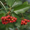 Рябина круглолистная (Sorbus aria) Магнифика 125-150 С15 РГр/26