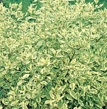 Основное изображение товара